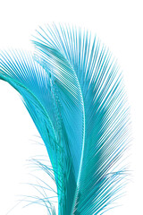 Palmes bleues de cocotier sur fond blanc 