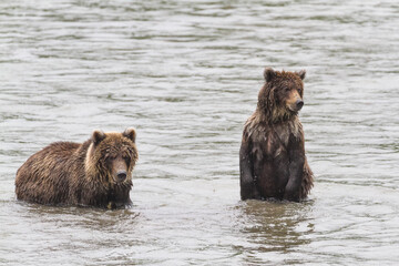 Bear on the lake catches fish in rainy weather in summer