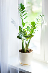 Plakat Zamioculcas home plant on the windowsill. Concept of home gardening.