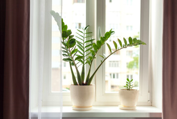 Zamioculcas home plant on the windowsill. Concept of home gardening.