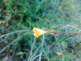 Bright yellow Wild flowers on mountain hiking trek trail in spring