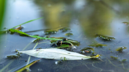 green frog peeks out of the water, summer