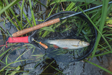 Chub caught by fly fishing. Tenkara.