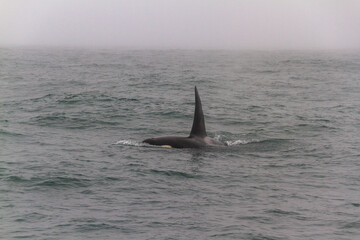 Killer Whale in the Pacific Ocean