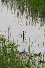 Dragonfly Sitting On Paddy Plant with Its Reflection