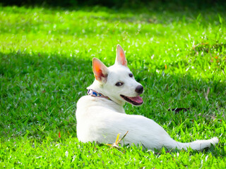 White dogs are cute and bright, lying on the lawn.