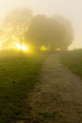 Beautiful park in Belgium with foggy sunset during Autumn and trees in the background