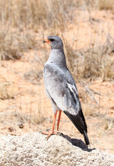 Pale Chanting Goshawk in Kalahari desert showing characteristic upright stance
