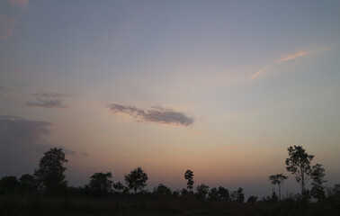 tree in the sunset,Can be used as background.