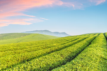 Fototapeta na wymiar tea plantation with sunrise sky