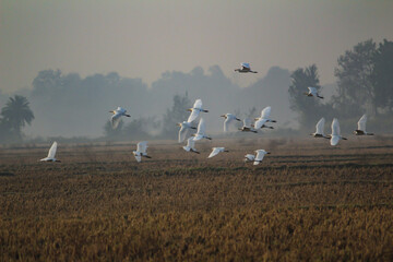 Fototapeta premium Group Of Egret Flying On Harvested Field