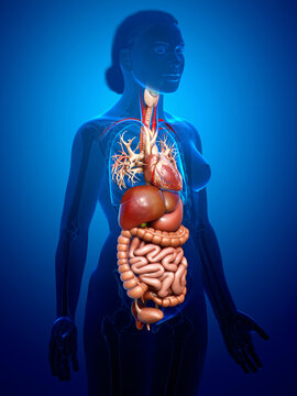 3d rendered medically accurate illustration of Female Digestive System  and heart