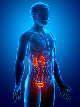 3d rendered, medically accurate illustration of the highlighted kidneys and urinary system