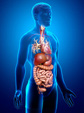 3d rendered medically accurate illustration of male Digestive System  and heart