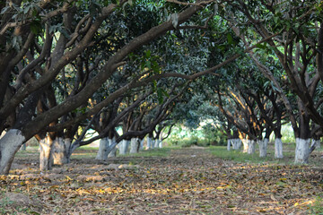 Mango Orchard In Fruiting Season