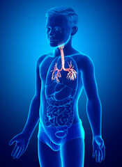 3D illustration of Larynx Trachea Bronchi Part of Respiratory System.