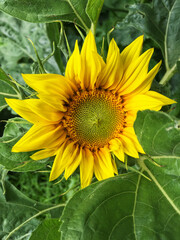 Large yellow sunflower fully open outdoors on sunny day, close up.