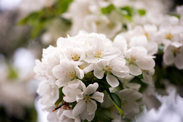 apple tree blossom