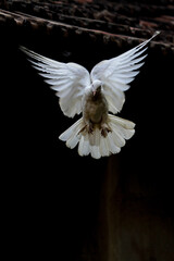 White Pigeon Flying As An Angel