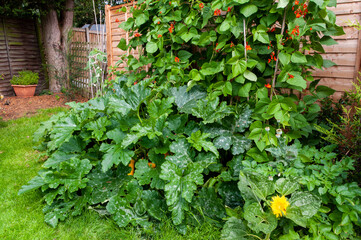 Fototapeta na wymiar Courgette or zucchini plants growing in garden vegetable plot with runner beans and a sunflower