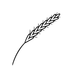 Spikelet.Botanical vector illustration of a plant. Ink drawing in Doodle style. Isolated object on a white background. Decorative element for spring and summer design, wedding, vignettes.