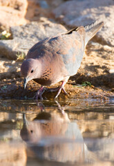 Laughing Dove drinking at a waterhole in the Kalahari desert
