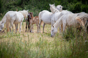 Naklejka na ściany i meble Wild white horse herd on a green field
