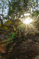Tree with sunlight