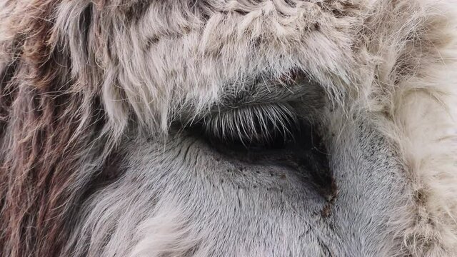 Old Donkey Extreme Closeup of Eye Blinking, Handheld Cinematic HD Slow Motion
