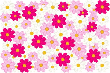 Blooming cosmos flower pattern. Plant background for fashion, wallpapers, print. Cosmos flowers in red, pink and almost white color on white background. Trendy floral design.