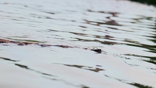Boa constrictor snake swimming in the river