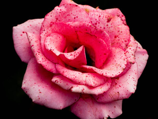 A huge pink speckled rose bud opened. On a dark background.