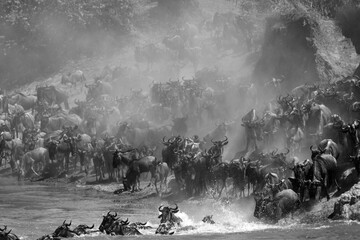 Wildebeests Mara river crossing in the mid of dust and splash of water