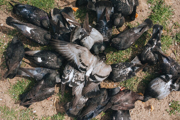 A flock, many pigeons are fighting for food and bread in nature. Feeding the hungry birds. Photography, concept, top view.
