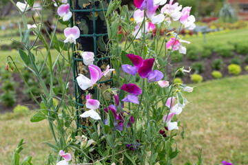 Sweet Pea Flowers - Lathyrus latifolius.