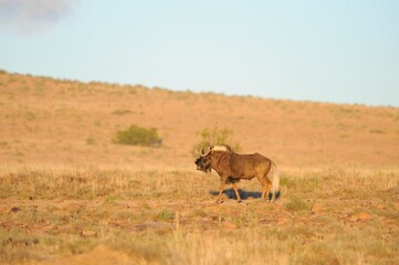 WHITE-TAILED WILDEBEEST or GNU ( Connochaetesgnu).  alarge bovine type antelope of southern africa. 
