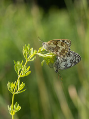 Marbled White Butterfly Mating