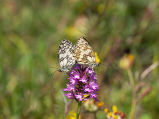 Marbled White Butterfly Mating on Pyramidal Orchid
