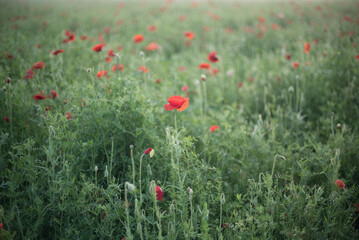 花畑で主役のポピー