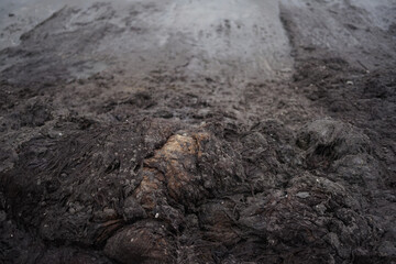 Smelly rotting algae at baltic sea beach in summer                               