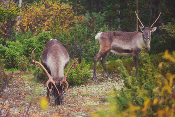 Group herd of deer caribou reindeers pasturing in Abisko National Park, Sweden, Lapland, Norrboten County