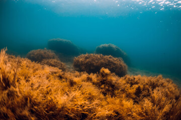 Fototapeta na wymiar Underwater view with red seaweed at rocks in transparent ocean
