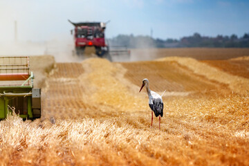 Fototapeta na wymiar Stork in the field with mowed wheat and combines. Agricultural work.