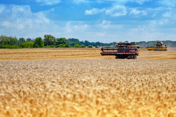 Naklejka premium Wheat grain harvesting machine in the field. Yellow spikelets of wheat against the blue sky.