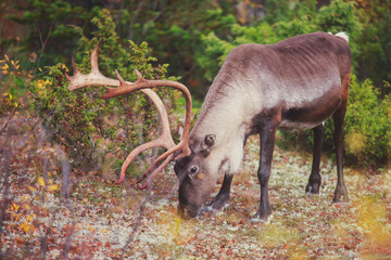 Group herd of deer caribou reindeers pasturing in Abisko National Park, Sweden, Lapland, Norrboten County