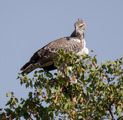Juvenile Martial Eagle in Kruger Park