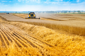 Agricultural work on a wheat field. The harvester collects ripe grain.