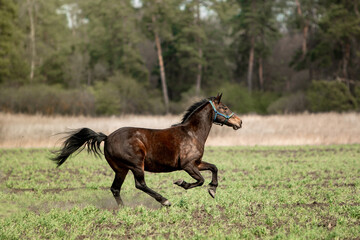 Fototapeta na wymiar Beautiful horses ride freely across the field