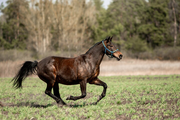 Fototapeta premium Beautiful horses ride freely across the field