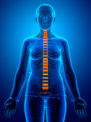 Backbone intervertebral disc anatomy